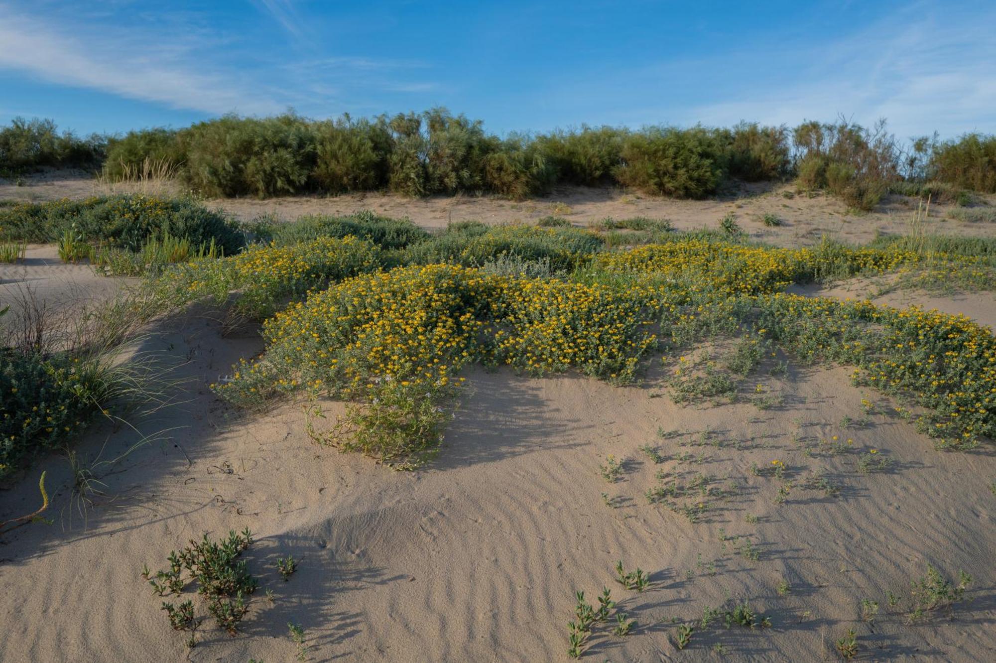 Apartamento - Atico Isla Canela Ayamonte Exteriér fotografie